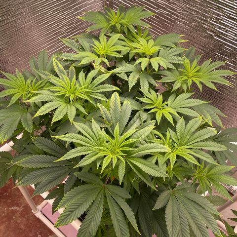 Princess Grodd growlog timeline photo