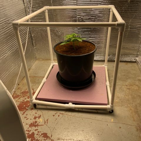 Candy Cane growlog timeline photo