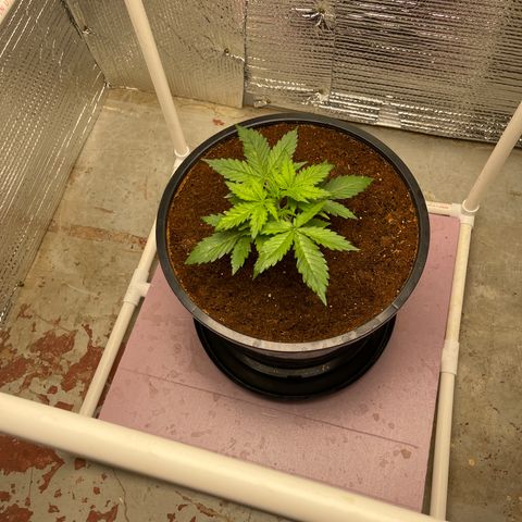 Candy Cane growlog timeline photo