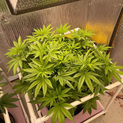 Harle Quin growlog timeline photo