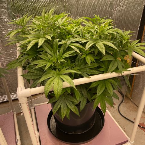 Harle Quin growlog timeline photo