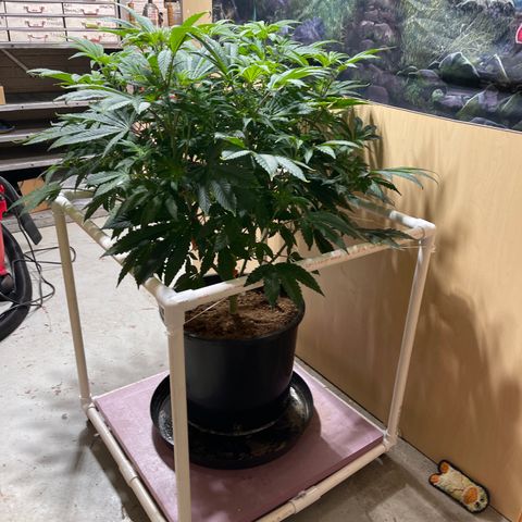 Princess Grodd growlog timeline photo