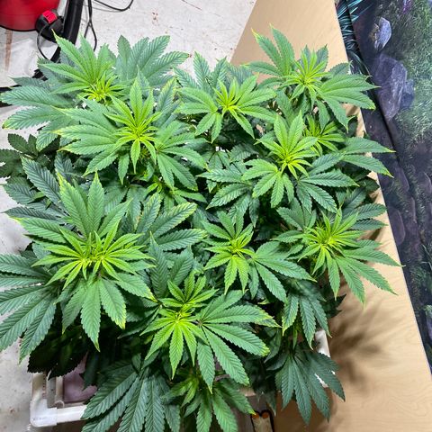 Princess Grodd growlog timeline photo