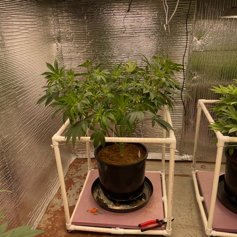 Princess Grodd growlog photo: After trim and train