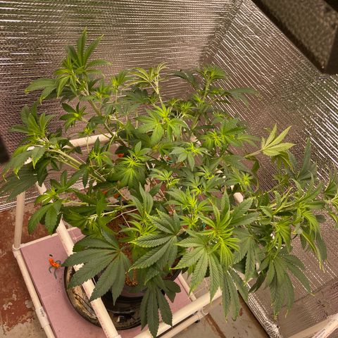 Princess Grodd growlog photo: After trim and train