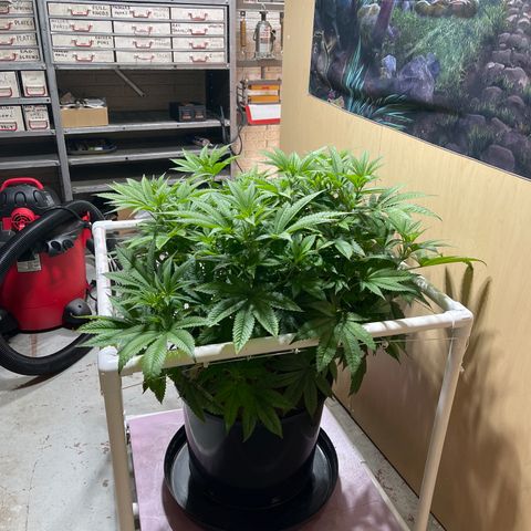 Harle Quin growlog timeline photo