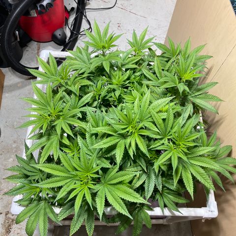 Harle Quin growlog timeline photo