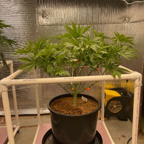 Harle Quin growlog timeline photo