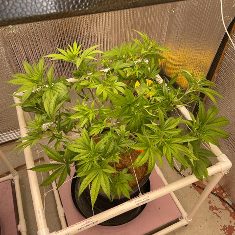 Harle Quin growlog timeline photo