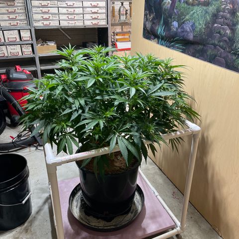 GI Jane growlog timeline photo
