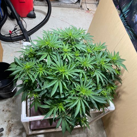 GI Jane growlog timeline photo