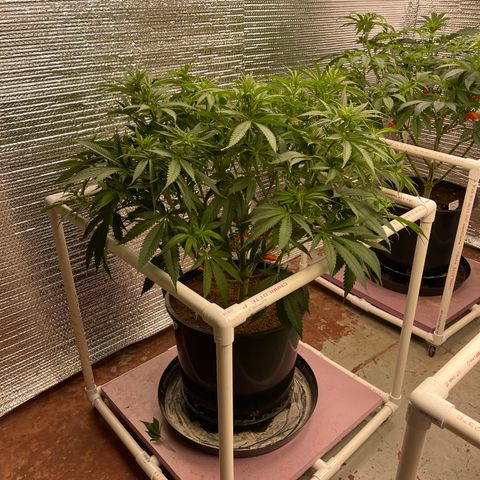 GI Jane growlog timeline photo