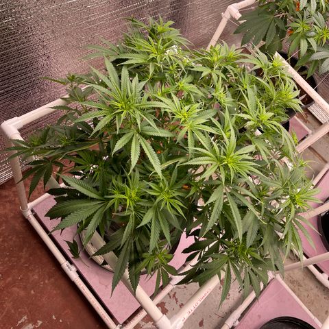 GI Jane growlog timeline photo