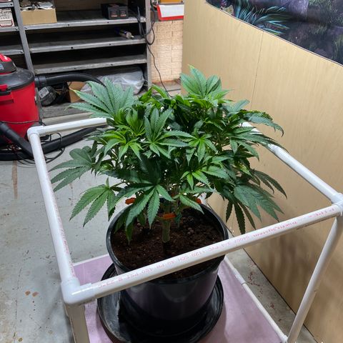 Lucyfur growlog timeline photo