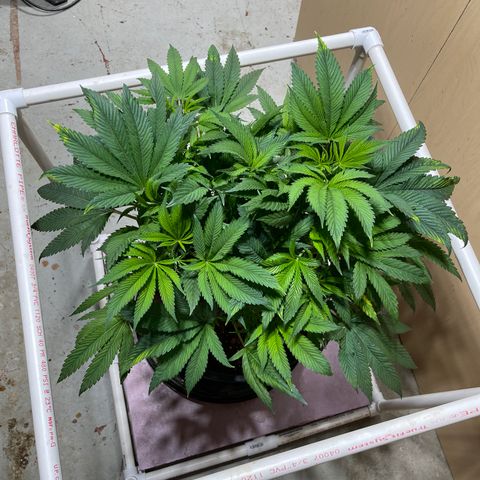 Lucyfur growlog timeline photo