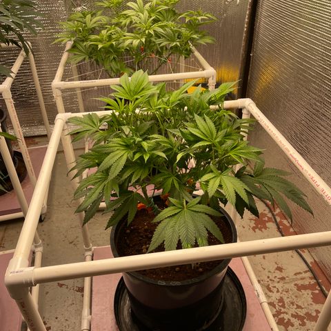 Lucyfur growlog timeline photo