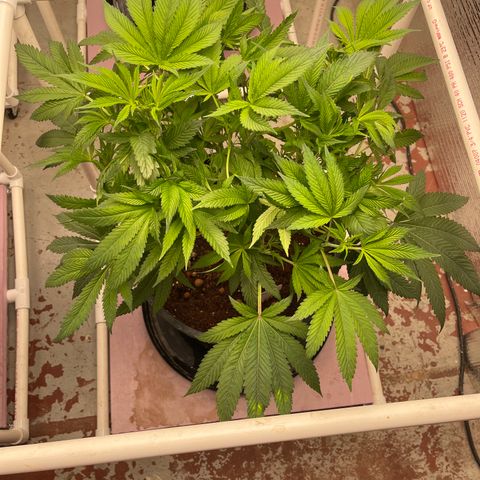Lucyfur growlog timeline photo