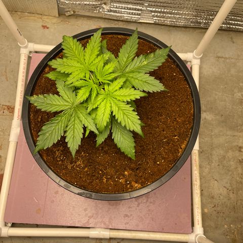 Candy Cane growlog timeline photo