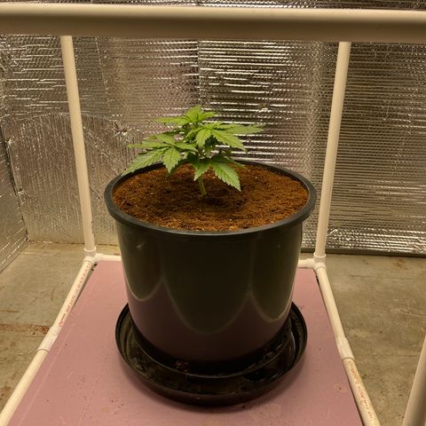 Candy Cane growlog timeline photo