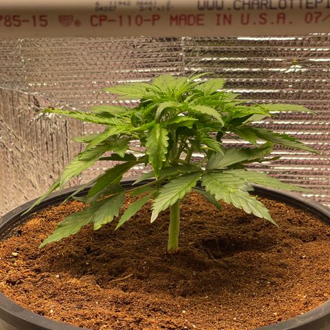 Candy Cane growlog timeline photo
