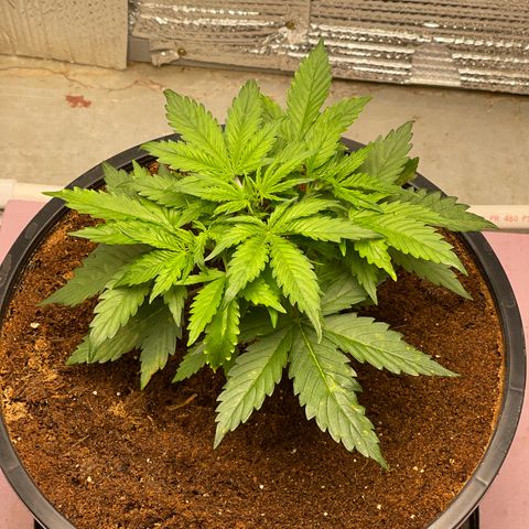 Candy Cane growlog timeline photo