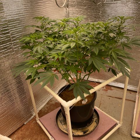 Princess Grodd growlog timeline photo