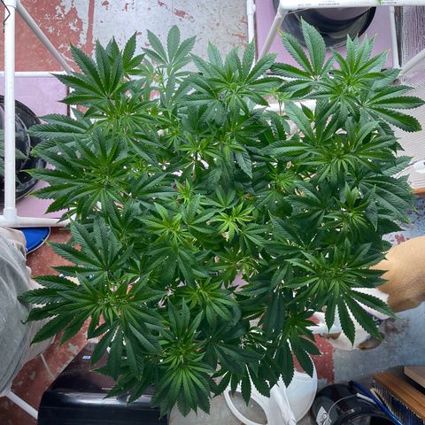 Princess Grodd growlog timeline photo
