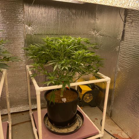 GI Jane growlog timeline photo