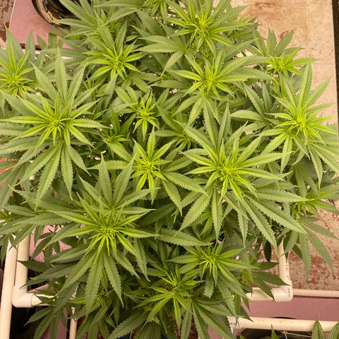 GI Jane growlog timeline photo