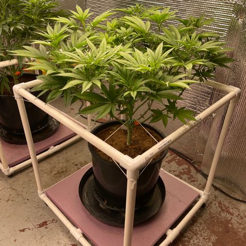 Harle Quin growlog timeline photo