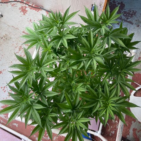 Harle Quin growlog timeline photo