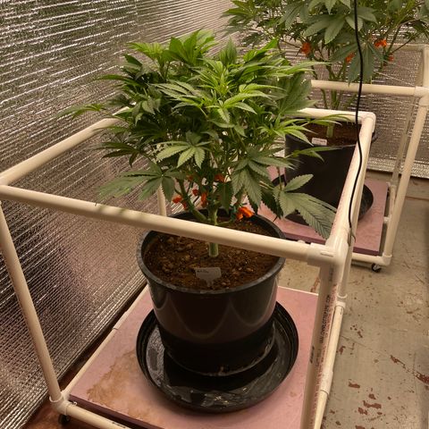 Lucyfur growlog timeline photo