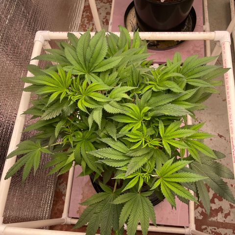 Lucyfur growlog timeline photo