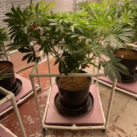Princess Grodd growlog timeline photo