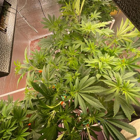 Princess Grodd growlog timeline photo