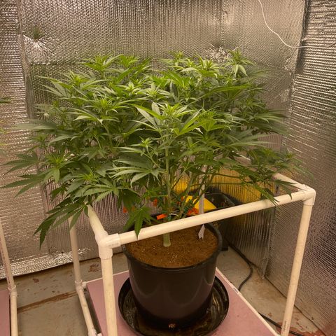 GI Jane growlog timeline photo