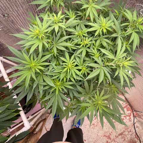 GI Jane growlog timeline photo