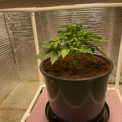 Candy Cane growlog timeline photo