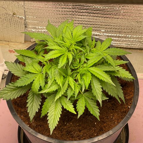 Candy Cane growlog timeline photo