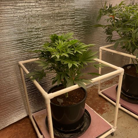Lucyfur growlog timeline photo