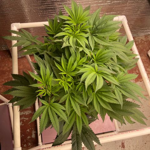 Lucyfur growlog timeline photo
