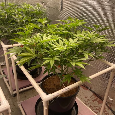 Harle Quin growlog timeline photo