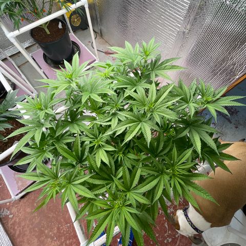 Harle Quin growlog timeline photo