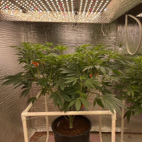 Princess Grodd growlog timeline photo