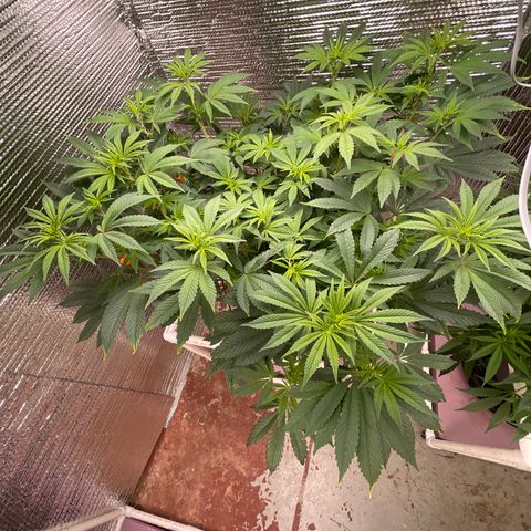 Princess Grodd growlog timeline photo