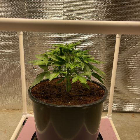 Candy Cane growlog timeline photo