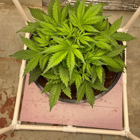 Candy Cane growlog timeline photo