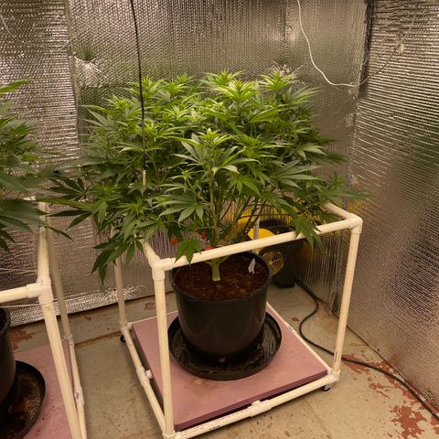 GI Jane growlog timeline photo