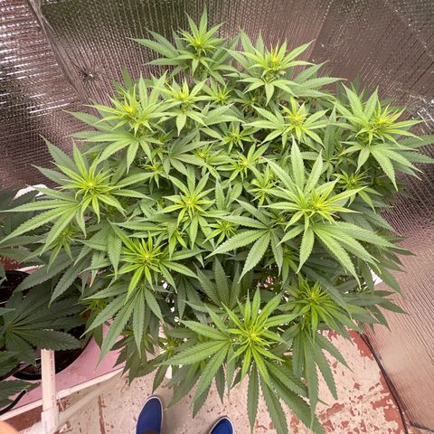 GI Jane growlog timeline photo