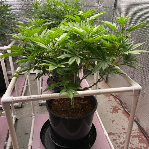 Harle Quin growlog timeline photo